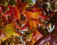 Autumn Celtic C...
