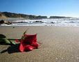 Single rose at ...