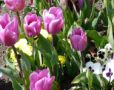 SPRING - Blosso...