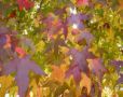 AUTUMN - Fall L...