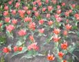 SPRING - Blosso...