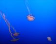 Jelly fish fiel...