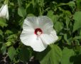 White Hibiscus