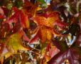 AUTUMN - Fall L...