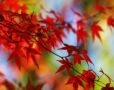 AUTUMN - Fall C...