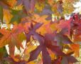 AUTUMN - Fall L...