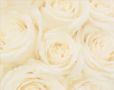 bed of roses