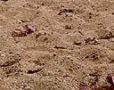 sand