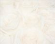 Faded White Ros...