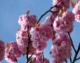SPRING - Blosso...