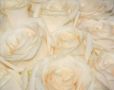 Soft Roses