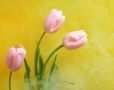 SPRING - Blosso...
