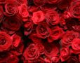 Red Roses