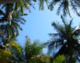 Up Through Palms