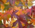 Autumn Celtic C...