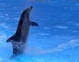 dolphin