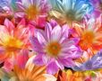 FLORAL - Le Fle...
