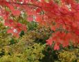 Autumn Celtic C...