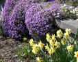 SPRING - Blosso...