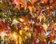 Autumn Celtic C...
