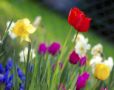 SPRING GARDEN