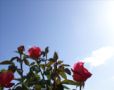 red rose buds a...
